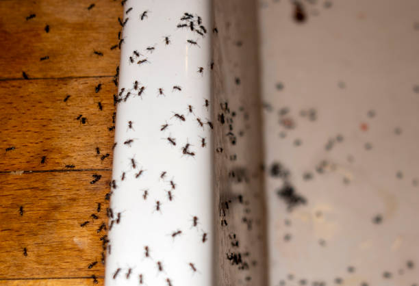 Best Affordable Pest Control Services  in Sabetha, KS