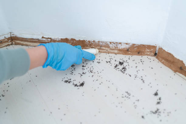 Best Local Pest Control Services  in Sabetha, KS
